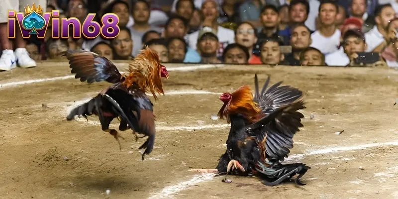 Đá gà Iwin68 có phòng trực tiếp trận đấu