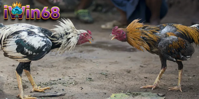 Hãy tìm hiểu kỹ khi đầu tư đá gà đòn